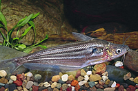 picture of Longnose Whiptail Catfish Lrg                                                                        Sturisoma barbatum