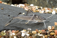 picture of Polka Dot Pictus Catfish Sml                                                                         Pimelodus pictus