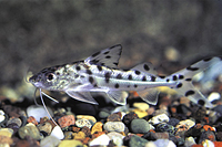 picture of Polka Dot Pictus Catfish Reg                                                                         Pimelodus pictus