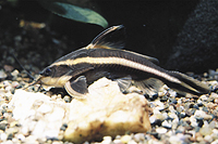 picture of Striped Raphael Catfish Sml                                                                          Platydoras costatus