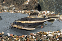 picture of Striped Raphael Catfish Lrg                                                                          Platydoras costatus
