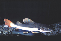 picture of Redtail Catfish SA Reg                                                                               Phractocephalus hemiliopterus
