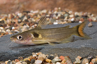 picture of Sun Catfish Sml                                                                                      Horabagrus brachysoma