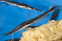 picture of Lima Shovelnose Catfish Reg                                                                          Sorubim lima