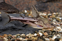 picture of Talking Catfish Reg                                                                                  Amblydoras nauticus 