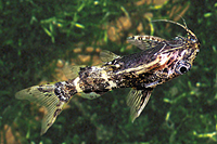 picture of Upside Down Catfish Reg                                                                              Synodontis nigriventris