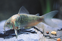 picture of Green Aeneus Corydoras Lrg                                                                           Corydoras aeneus