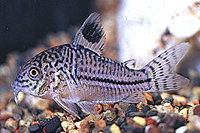 picture of Julii Corydoras Med                                                                                  Corydoras julii