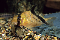 picture of Melini Corydoras Reg                                                                                 Corydoras melini