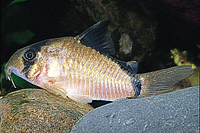 picture of Metae Corydoras Med                                                                                  Corydoras metae