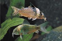 picture of Green & Albino Assorted Corydoras Reg                                                                Corydoras spp.