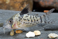 picture of Punctatus Corydoras Med                                                                              Corydoras punctatus