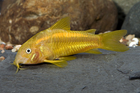 picture of Orange Stripe Aeneus Corydoras Med                                                                   Corydoras aeneus 'Neon Orange'