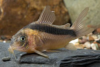 picture of Rabauti Corydoras Reg                                                                                Corydoras rabauti