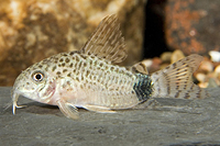 picture of Caudimaculatus Corydoras Tank Raised Reg                                                             Corydoras caudimaculatus