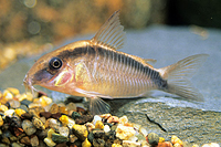 picture of Skunk Corydoras Reg                                                                                  Corydoras arcuatus