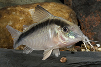 picture of Skunk Corydoras Med                                                                                  Corydoras arcuatus