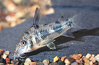 picture of Paleatus Corydoras Lrg                                                                               Corydoras paleatus