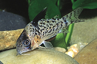 picture of Assorted Spotted Corydoras Reg                                                                       Corydoras spp.