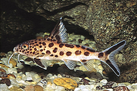 picture of Synodontis Multipunctatus Catfish Reg                                                                Synodontis multipunctatus