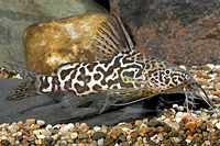 picture of Synodontis Schoutedeni Catfish Reg                                                                   Synodontis schoutedeni