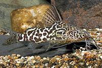 picture of Synodontis Schoutedeni Catfish Med                                                                   Synodontis schoutedeni