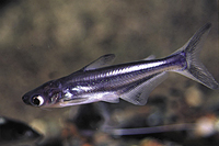 picture of Iridescent Shark Sml                                                                                 Pangasianodon hypophthalmus