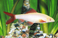 picture of Albino Rainbow Shark Sml                                                                             Epalzeorhynchus frenatus 'Albino'