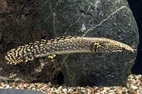 picture of Ornatipinnis Polypterus Med                                                                          Polypterus ornatipinnis