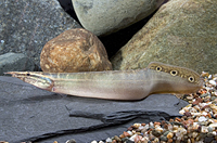 picture of Peacock Eel Reg                                                                                      Macrognathus siamensis