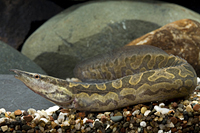 picture of Tiretrack Eel Reg                                                                                    Mastacembelus armatus armatus