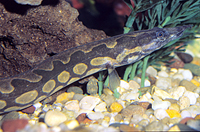 picture of Tiretrack Eel Lrg                                                                                    Mastacembelus armatus armatus