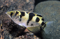 picture of Archer Fish Reg                                                                                      Toxotes jaculatrix