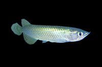 picture of Jardini Arowana Reg                                                                                  Scleropages jardini