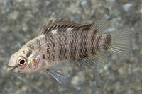 picture of Badis Badis Reg                                                                                      Badis badis