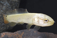 picture of Bowfin Reg                                                                                           Amia calva