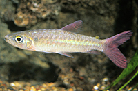 picture of Pink Tail Chalceus Sml                                                                               Chalceus macrolepidotus