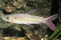 picture of Pink Tail Chalceus Med                                                                               Chalceus macrolepidotus