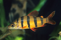 picture of Distichodus Sexfasciatus Reg                                                                         Distichodus sexfasciatus