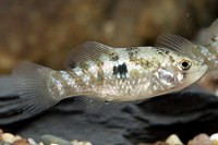 picture of American Flagfish Killie Reg                                                                         Jordanella floridae