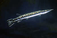 picture of Spotted Gar Reg                                                                                      Lepisosteus oculatus