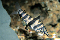 picture of Abramite Headstander Reg                                                                             Abramites hypselonotus