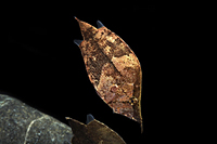 picture of Leaf Fish SA Reg                                                                                     Monocirrhus polyacanthus