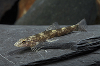 picture of Hillstream Loach Reg                                                                                 Pseudogastromyzon spp.