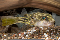 picture of Fahaka Puffer Reg                                                                                    Tetraodon lineatus