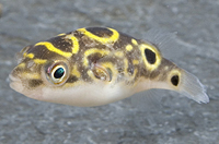 picture of Figure Eight Puffer Reg                                                                              Tetraodon biocellatus