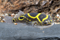 picture of Figure Eight Puffer Lrg                                                                              Tetraodon biocellatus