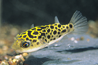 picture of Leopard Puffer Lrg                                                                                   Tetraodon nigroviridis