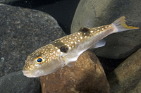 picture of Snowflake Fugu Puffer Lrg                                                                            Takifugu poecilonotus