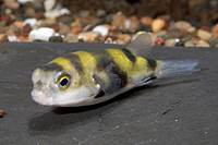 picture of South American Puffer Med                                                                            Colomesus asellus